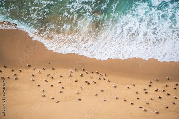 Obraz Top view of the ocean shore, seagulls sit on the edge of the water and waves