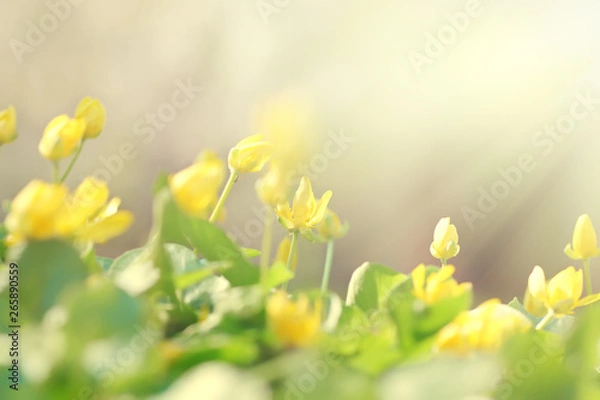 Obraz Beautiful yellow flowers on a background of green leaves in the sunlight, abstract blurred background, soft focus.