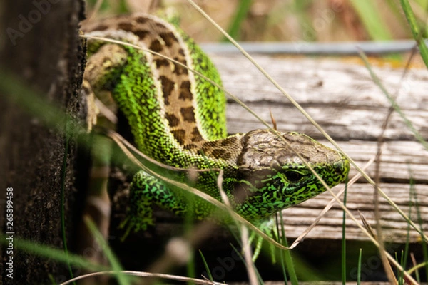 Obraz Die Zauneidechse