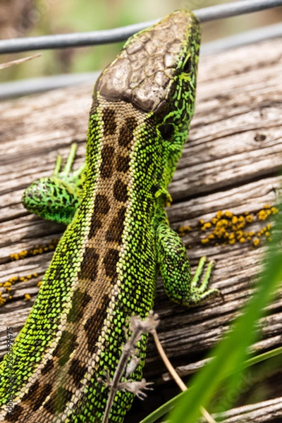 Obraz Die Zauneidechse