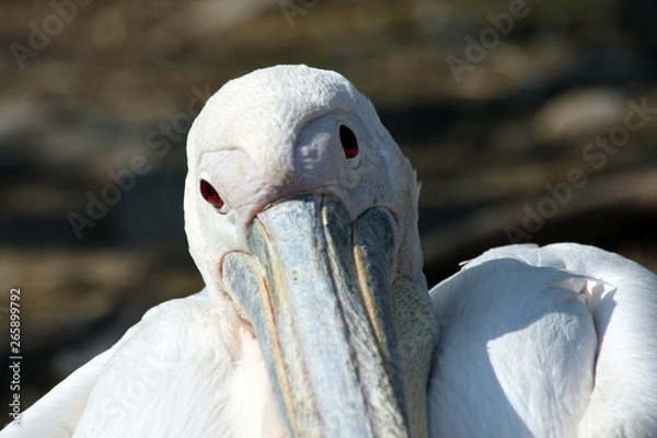 Obraz Pelican portrait
