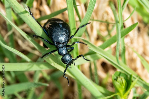 Obraz Kletterkünstler