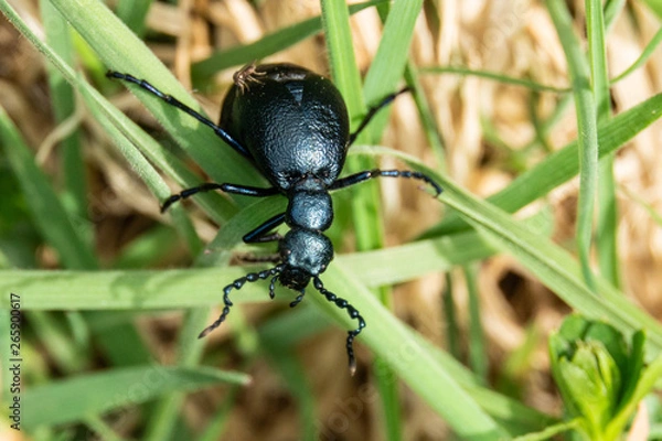Obraz Kletterkünstler