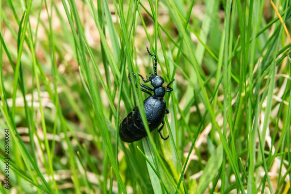 Obraz Kletterkünstler