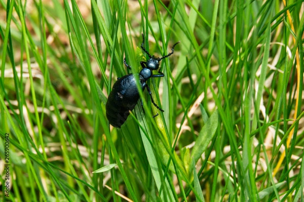 Obraz Kletterkünstler
