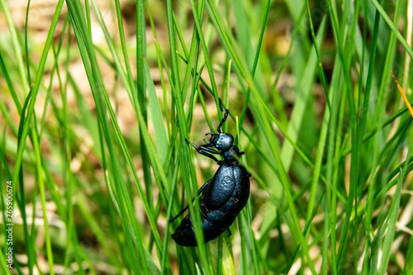 Obraz Kletterkünstler