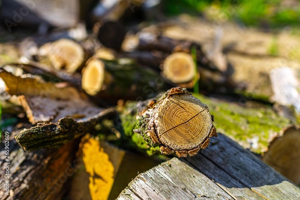 Fototapeta log in forest