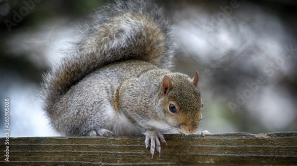 Obraz Squirrel looking for peanuts