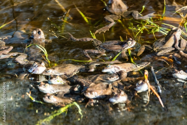 Fototapeta Common brown frogs gathered for mating season