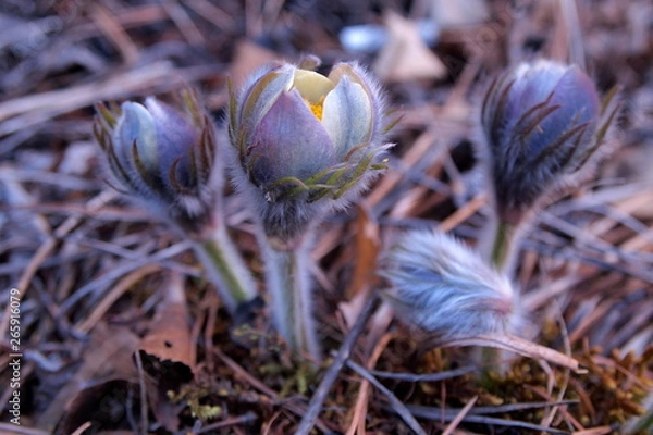 Obraz OLYMPUS DIGITAL CAMERA