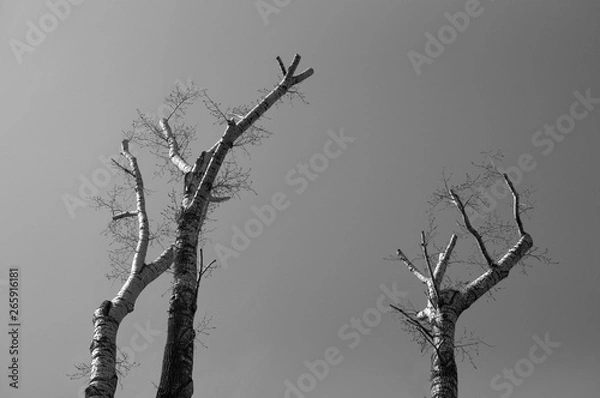 Obraz Деревья умирают стоя 