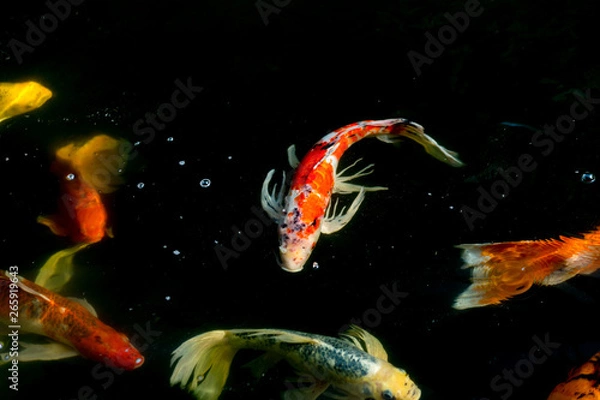 Fototapeta Fancy carp swimming in a pond. Fancy Carps Fish or Koi Swim in Pond, Movement of Swimming and Space.