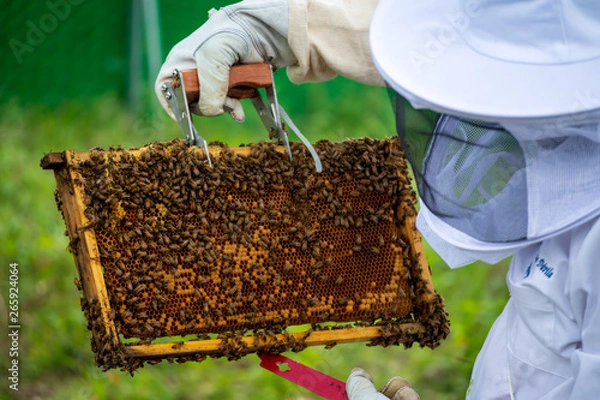 Fototapeta beekeeper with honeycomb