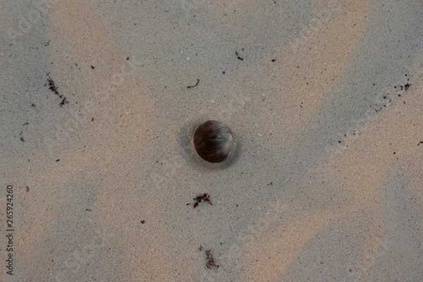 Fototapeta Sand Nut