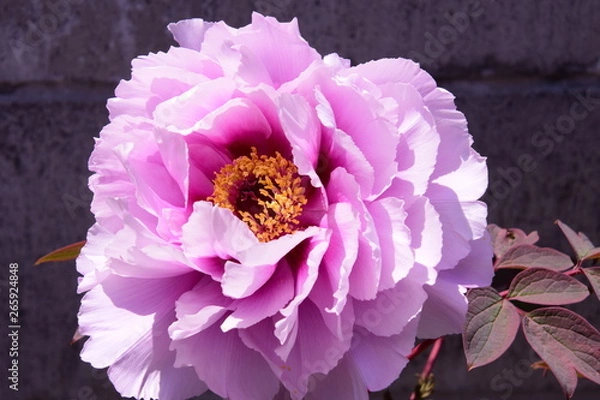 Obraz ピンクの牡丹の花