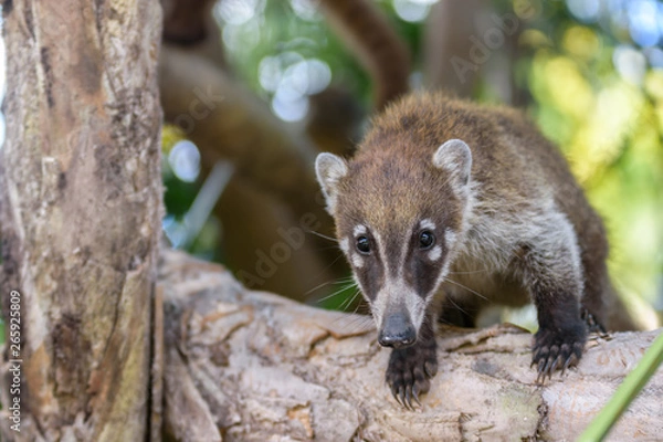 Fototapeta coati