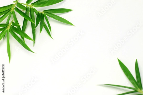 Obraz Bambusowa trawa