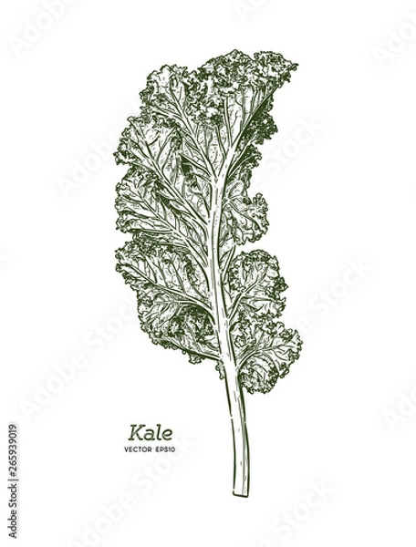 Fototapeta Kale, Hand draw sketch vector. Vegetable.