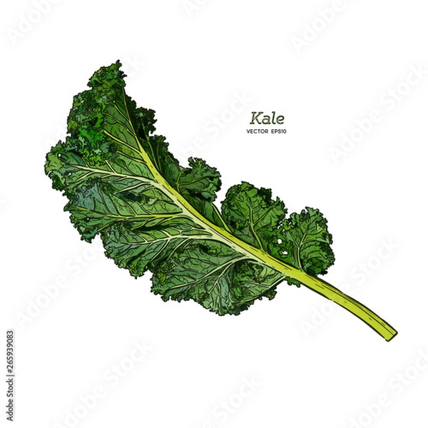 Fototapeta Kale, Hand draw sketch vector. Vegetable.