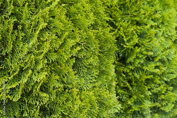 Obraz zielony żywopłot w ogrodzie tuja szmaragd