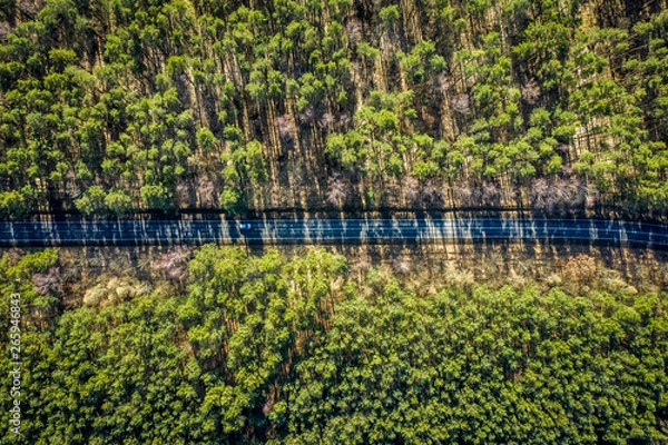 Fototapeta Flying above wonderful forest with multicolored trees in Europe