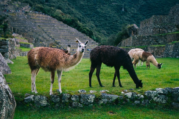 Fototapeta lLamas on the background of lost Machu Picchu city ruins in Peru with green hills and stone walls with soft focus.