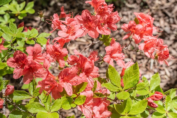 Obraz ピンクノツツジ