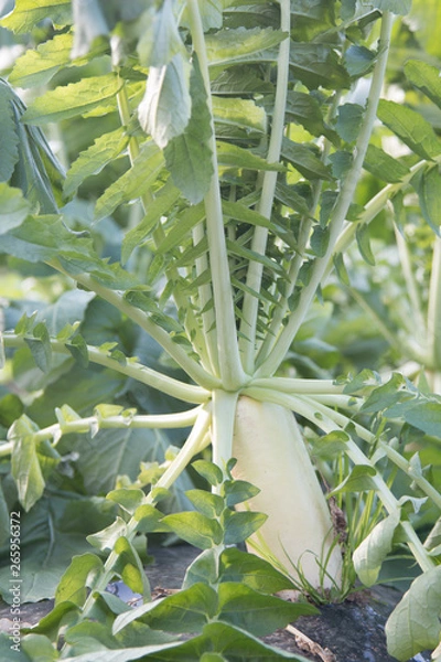 Obraz 【野菜】　大根