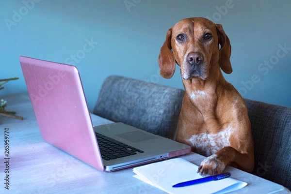 Obraz vizsla mix pointer dog works behind the pink laptop