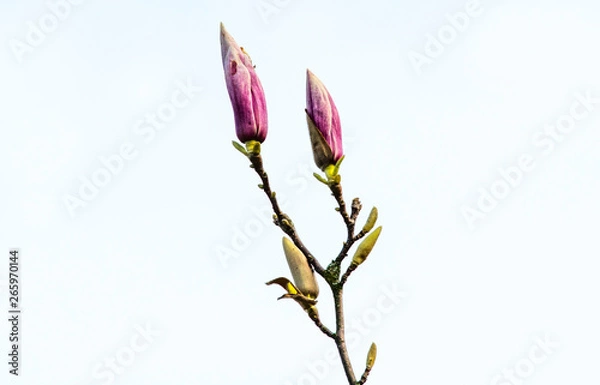 Obraz flower isolated on white background