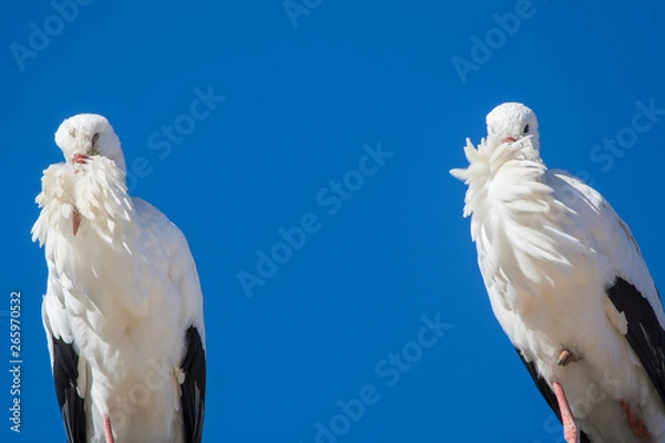 Fototapeta Störche Paar