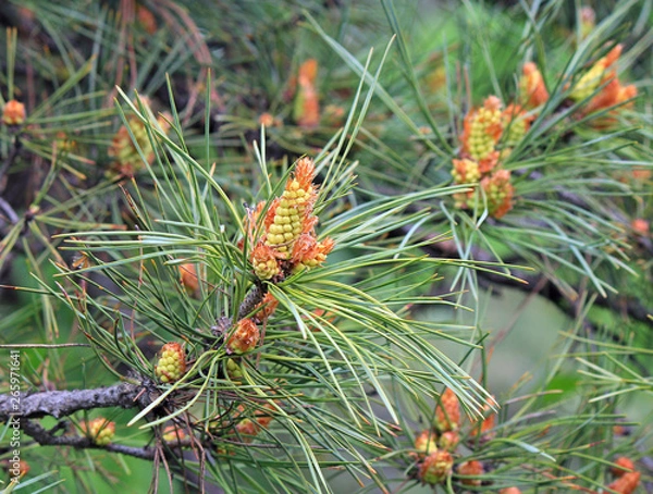 Obraz pine bud future bumps