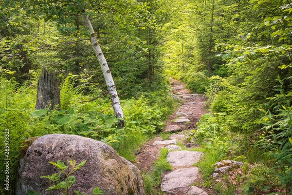 Fototapeta Weg im Wald
