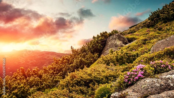 Obraz Majestic sunset in the mountains landscape. Spring landscape in mountains with Flower of a rhododendron and the morning sun wonderful picturesque Scene. Picture of wild area. Creative image.