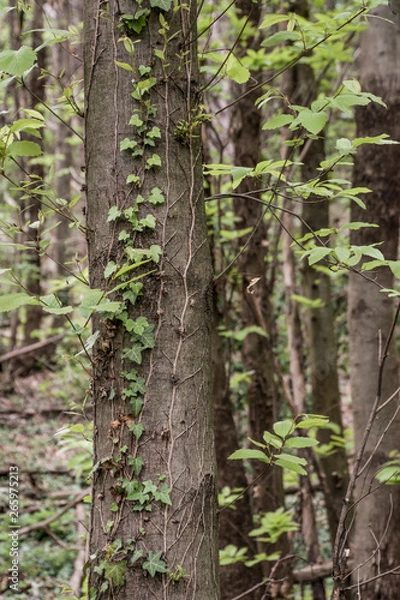 Obraz Alberi nel Bosco 