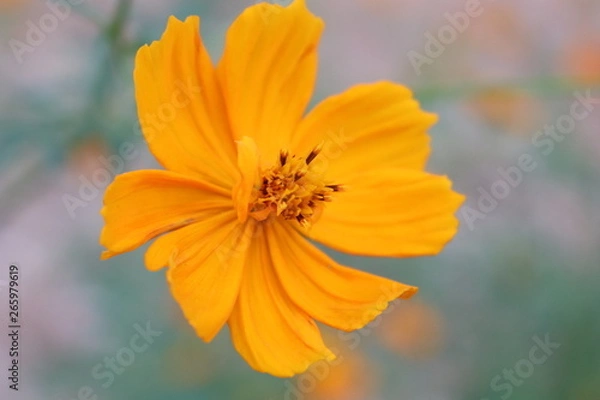 Fototapeta Orange Flower