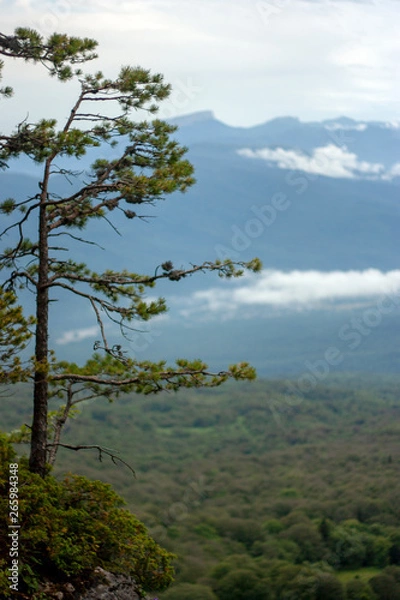 Fototapeta Lonely pine on the edge of a cliff in the mountains in summer. Green forest on a summer day in the background. Not a clear view of the mountains in the clouds in the background.