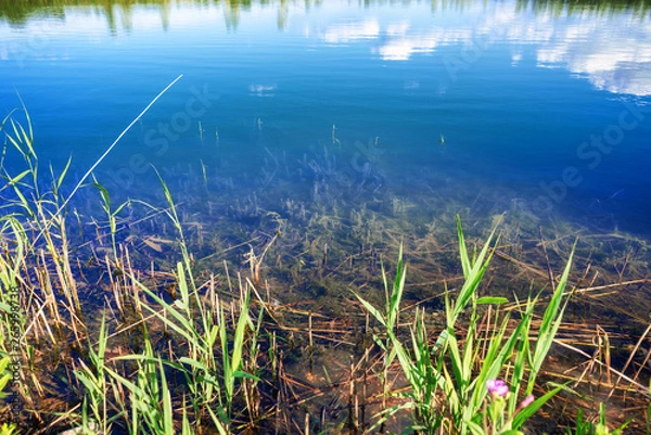Obraz Water reflections with reeds