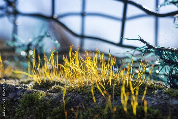 Obraz Sporophites of a moss