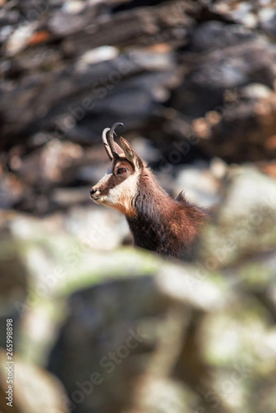 Obraz A male alpine chamois