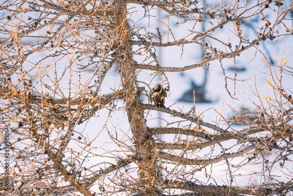 Obraz Red squirrel on European larch