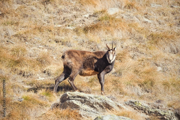 Obraz The alpine chamois with a broken horn