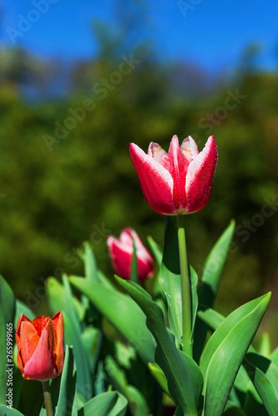 Obraz Colorful tulips with water drops