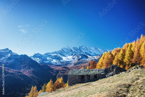 Obraz The pasture in the Alps