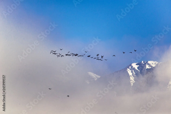 Obraz Common crane migration