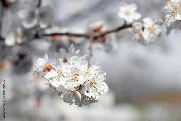 Obraz Flowering apricot trees in spring