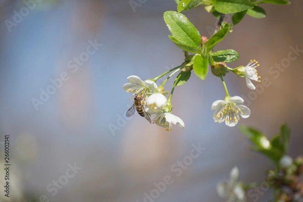 Fototapeta Blossoming almond tree branches, the background blurred.