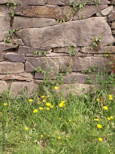 Obraz Mauerblümchen