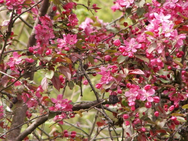 Obraz Rosa Blumenbusch