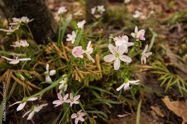 Obraz Pink flowers on a forest floor.  St. Mary's River State Park, Leonardtown, MD, USA.